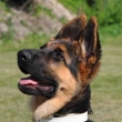 Argo Wantaris 27.6.2010